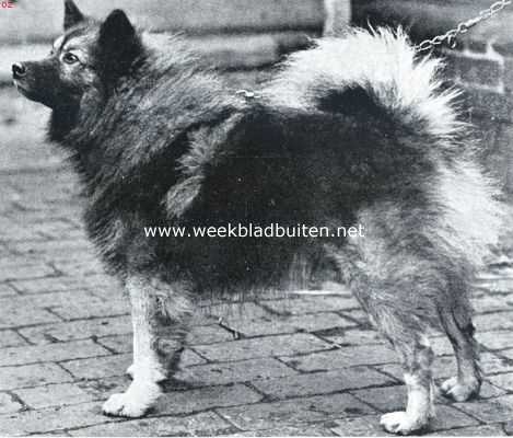 Hollandsche keeshond 