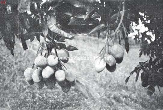Panama, 1926, Onbekend, Panama. Mangos