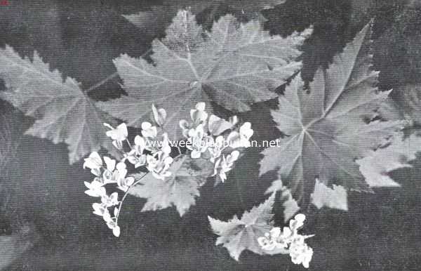 Onbekend, 1926, Onbekend, Bladerkroon met bloemtrossen van begonia Phyllomaniaca (Mart)