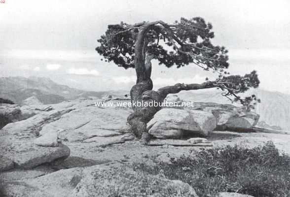 Rotsplateau in het Yosemite National Park