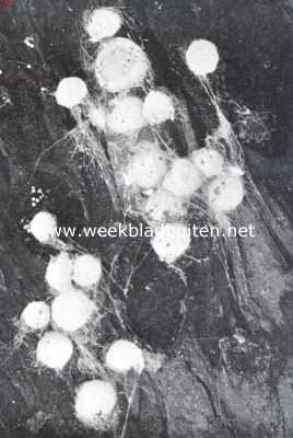 Onbekend, 1926, Onbekend, Van spinrag tot zijde spinneneieren aan de binnenzijde van boomschors