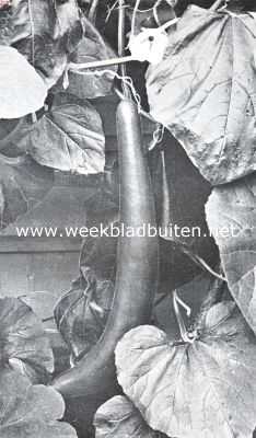 Onbekend, 1926, Onbekend, Rijpe fleschkalebas. Lagenaria Officinalis