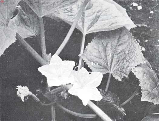 Bloemen van Cucumis Sativus, de komkommer