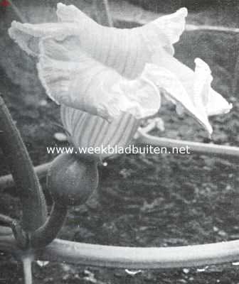 Onbekend, 1926, Onbekend, Vrouwelijke bloem van Cucurbita Maxima