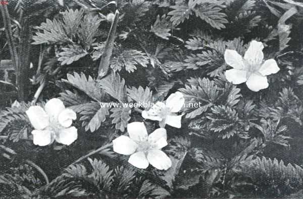 Onbekend, 1926, Onbekend, Meibloemen, het zilverschoon, Potentilla Anserina L.