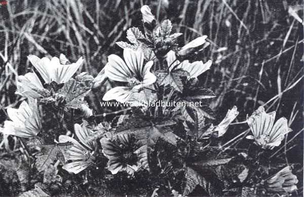 Onbekend, 1926, Onbekend, Langs dijken en wegen. Groot kaasjes-kruid, Malva Silvestris L.