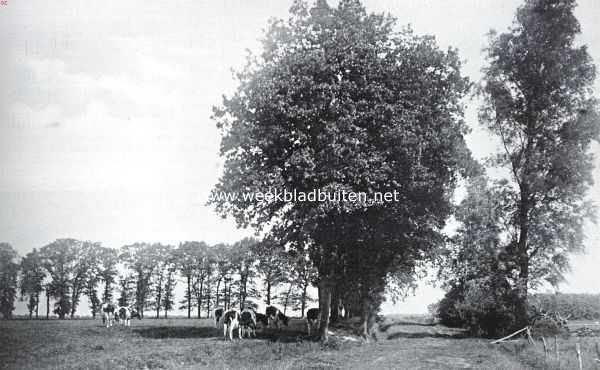 Drenthe, 1926, Onbekend, Een hooger liggende Drenthsche weide