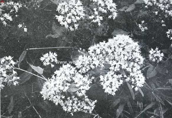 Bloemen uit Limburg. Marjolein, Origanum Vulgare L.