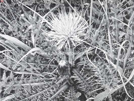 Bloemen uit Limburg. Stengellooze distel, Cirsium Acaule Scop var. Caulescens