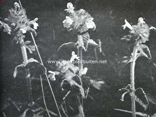 Bloemen uit Limburg. Borstelkrans, Clinopodium Vulgare L.