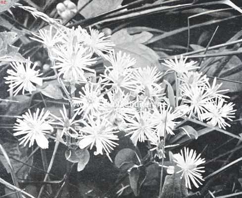 Onbekend, 1926, Onbekend, Bloemen uit Limburg. Boschrank, Clematis Vitalba L.