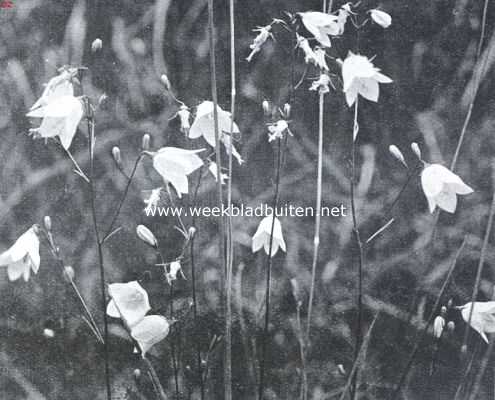 Bloemen uit Limburg. Grasklokje, Campanula Rotundifolia L.