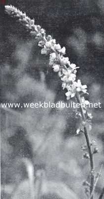 Onbekend, 1926, Onbekend, Veldbloemen. Agrimonie. Agrimonia Eupatoria L.