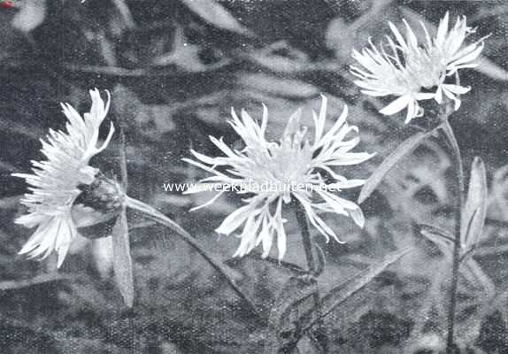 Onbekend, 1926, Onbekend, Veldbloemen. Knoopkruid. Centaurea Jacea L.