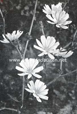 Onbekend, 1926, Onbekend, Veldbloemen. Chicorei. Cichorium Intybus L.
