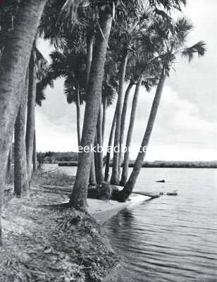 Palmboomen bij de samenvloeiing van Tomoka en Halifax (Florida)