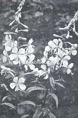 Zomerbloemen. Smalbladig wilgenroosje. Epilobium Angustifolium L.