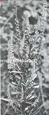 Onbekend, 1926, Onbekend, Zomerbloemen. Wouw. Reseda Luteola L.