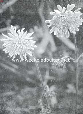 Onbekend, 1926, Onbekend, Zomerbloemen. Knautia Arvensis Coulter