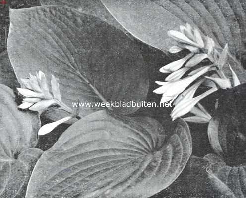 Onbekend, 1926, Onbekend, Zomerbloemen. Funkia. Hosta Sieboldiana Engl.