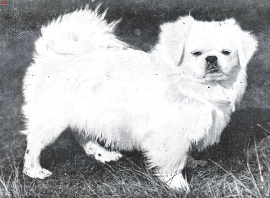 Onbekend, 1926, Onbekend, Een zeer fraaie, geheel witte pekingese