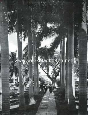 Amerika, 1926, Fort Myers, Palmenlaan te Fort Myers (Florida)
