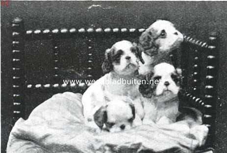 Onbekend, 1926, Onbekend, Dwerg-spaniels. Pas uit den 