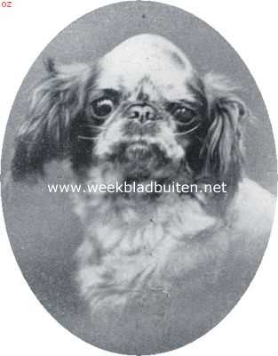 Onbekend, 1926, Onbekend, Blenheim spaniel. Kampioen 