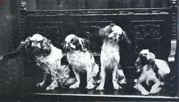 Onbekend, 1926, Onbekend, Dwerg-spaniels. Een guitig viertal