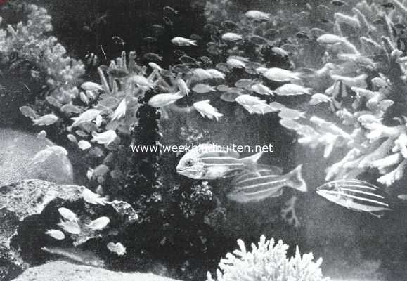 Onbekend, 1926, Onbekend, Parels en Paarlemoer. Een bij hoog water overstroomd koraalrif geeft ons een denkbeeld van de schoonheid van den zeebodem, waar de parelvisschers hun bedrijf uitoefenen