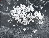 Miniatuurfoto
