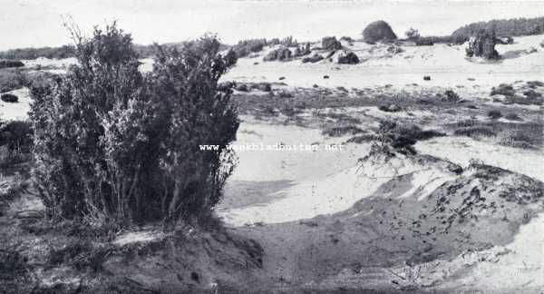 De schoonheid van Soest bedreigd. In de barheid van het zand staan de jeneverbessen als schilwachten op post