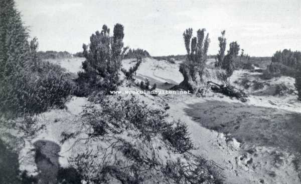 De schoonheid van Soest bedreigd. Grillig verwrongen jeneverbessen werpen hun schaduwen op het zand