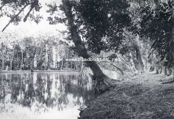 Zuid-Holland, 1927, Berkenwoude, Eendenkooi te Berkenwoude bij Gouda