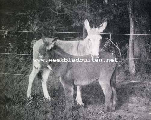 Onbekend, 1927, Onbekend, Van een jong ezeltje. Moeder Erin's Molly met dochtertje Peggy Martin, ongeveer een half jaar oud