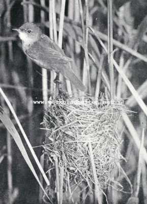 Kleine Karekiet bij haar nest