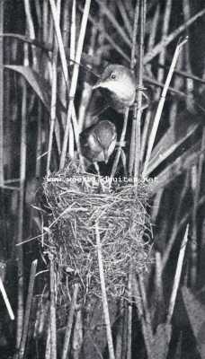 Onbekend, 1927, Onbekend, Kleine Karekieten bij hun nest met jongen