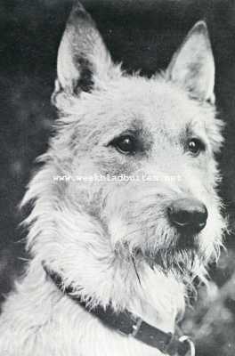 Onbekend, 1927, Onbekend, Herdershonden. Langharige Belgische (Tervuerensche) herdershond