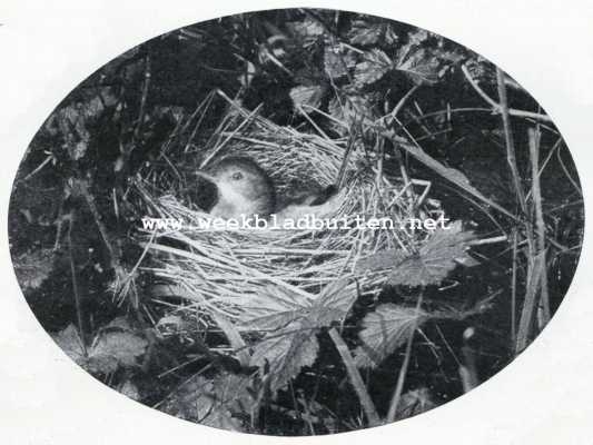Onbekend, 1927, Onbekend, Braamsluiper in zijn nest