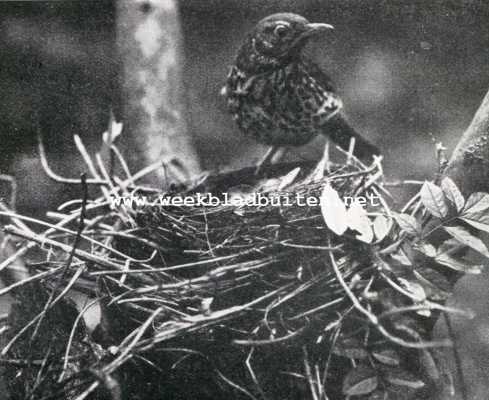 Grauwe lijster bij haar nest