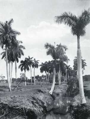 Cuba, 1927, Onbekend, Palmen op Cuba