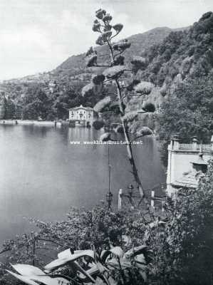 Itali, 1927, Cernobbio, De Tuinen van het Como-meer. Bloeiende agave te Cernobbio