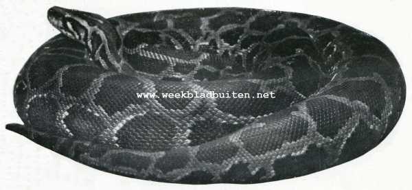 Donkere tijger-python (Python Molurus) in 