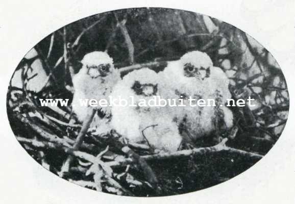 Onbekend, 1927, Onbekend, De geschiedenis van een Roofvogelnest. Jonge boomvalken, 2 1/2 week oud