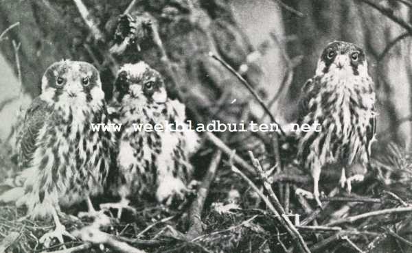 Onbekend, 1927, Onbekend, De geschiedenis van een Roofvogelnest. Jonge boomvalken, recht het mannetje