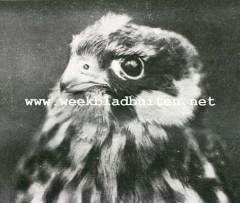 Onbekend, 1927, Onbekend, De geschiedenis van een Roofvogelnest. Kop van een jonge boomvalk