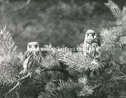 Onbekend, 1927, Onbekend, De geschiedenis van een Roofvogelnest. Jonge boomvalken, vluchtig, zittend bij het nest
