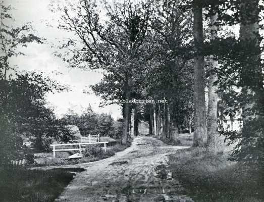 Friesland, 1927, Olterterp, De Friesche Wouden. In de bosschen van Olterterp