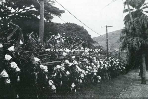 Amerika, 1927, Honolulu, De Sandwich- of Hawai-eilanden. Nachtcactussen bij Honoloeloe