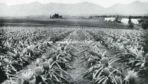 De Sandwich- of Hawai-eilanden. Ananas-plantage op Hawai